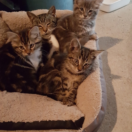 Image pour l'annonce 3 chatons à donner