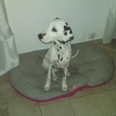Image pour l'annonce donne chiot Dalmatien
