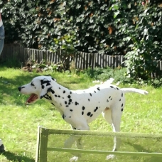 Image pour l'annonce donne chiot Dalmatien