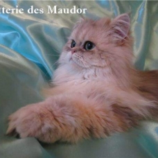 Image pour l'annonce Mâle persan blue golden shaded loof pour saillie