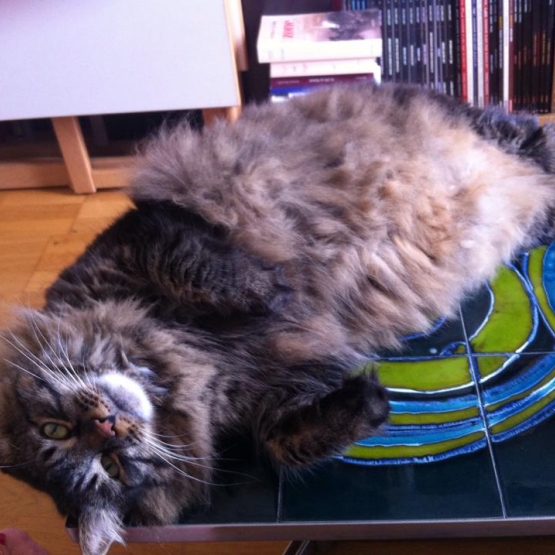 Image pour l'annonce donne mâle adulte style maine coon