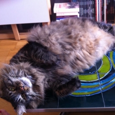 Image pour l'annonce donne mâle adulte style maine coon