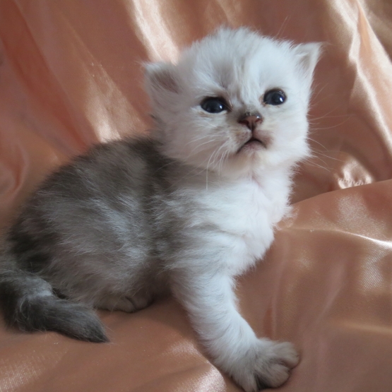 Image pour l'annonce Chatons persan femelles golden et silver Loof