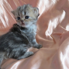 Image pour l'annonce Chatons persan femelles golden et silver Loof