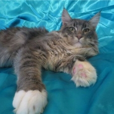 Image pour l'annonce Superbe Mâle Maine coon blue LOOF pour saillie