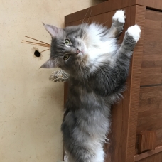 Image pour l'annonce Superbe Mâle Maine coon blue LOOF pour saillie