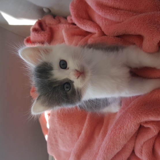 Image pour l'annonce Petit chaton trouvé cherche une famille aimante