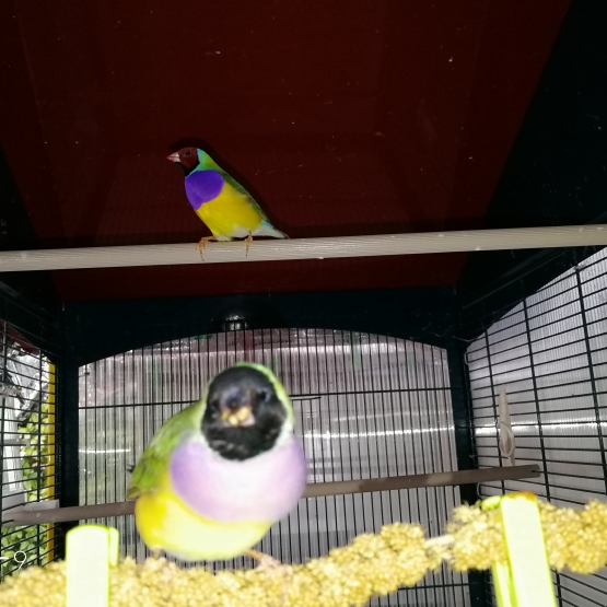 Image pour l'annonce diamant de gould