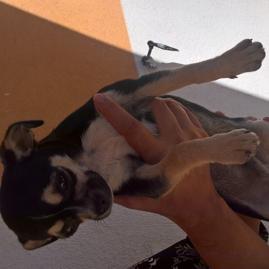 Image pour l'annonce SAILLIE CHIHUAHUA