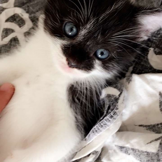 Image pour l'annonce Vends 5 chatons