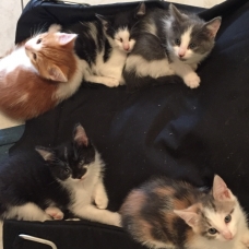 Image pour l'annonce Vends 5 chatons