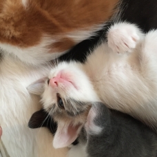 Image pour l'annonce Vends 5 chatons