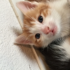 Image pour l'annonce Vends 5 chatons