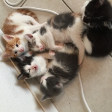 Image pour l'annonce Vends 5 chatons