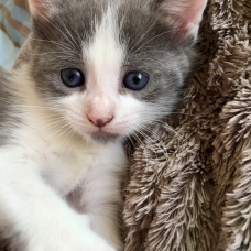 Image pour l'annonce Vends 5 chatons