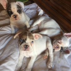 Image pour l'annonce vend bouledogue francais