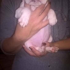 Image pour l'annonce vend bouledogue francais
