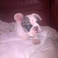 Image pour l'annonce vend bouledogue francais