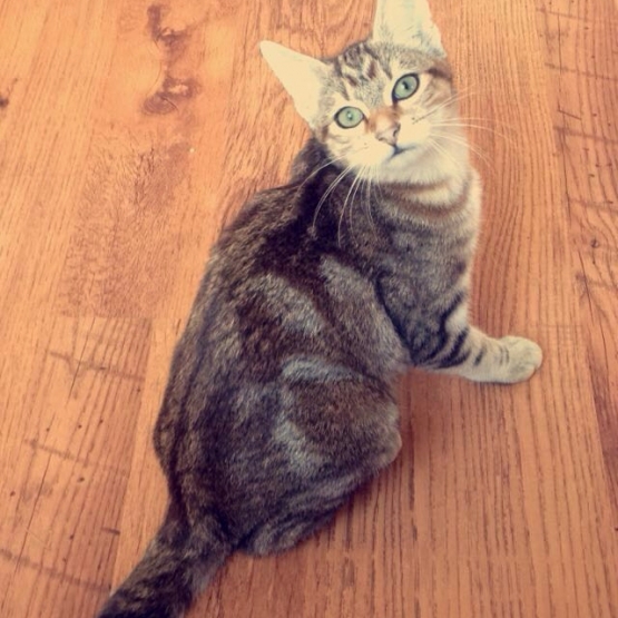 Image pour l'annonce À donner chaton trouvé