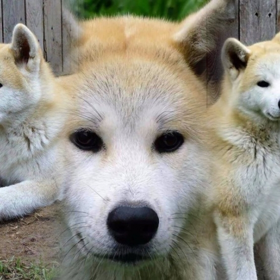 Image pour l'annonce akita inu prestigieuses origines titré en beauté