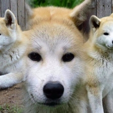 Image pour l'annonce akita inu prestigieuses origines titré en beauté