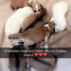 Image pour l'annonce akita inu prestigieuses origines titré en beauté