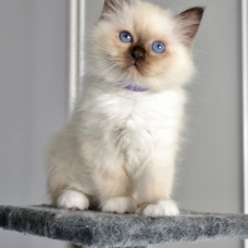 Image pour l'annonce Chatons LOOF Sacré de Birmanie
