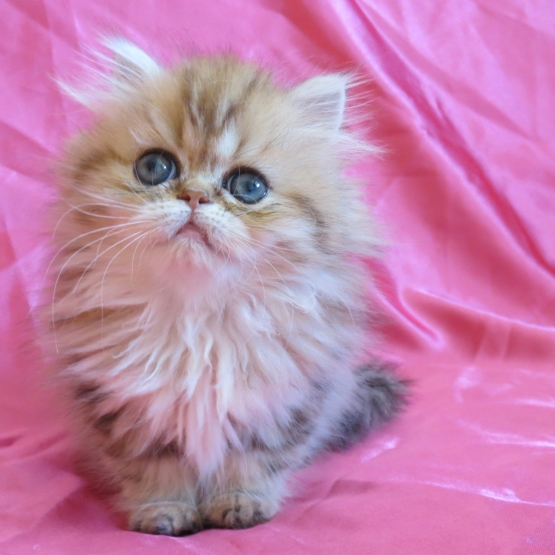 Image pour l'annonce Dispo de suite Chaton persan femelle golden Loof