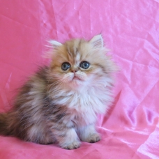 Image pour l'annonce Dispo de suite Chaton persan femelle golden Loof