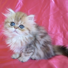 Image pour l'annonce Dispo de suite Chaton persan femelle golden Loof