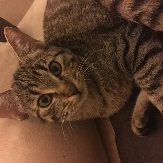 Image pour l'annonce À donner chat femelle