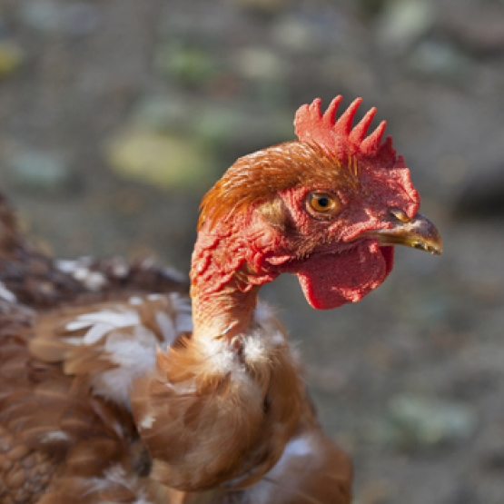 Image pour l'annonce vente poule cou-nu