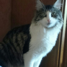 Image pour l'annonce Donne croisé chat des forêts norvegienne