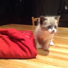 Image pour l'annonce Donne chaton