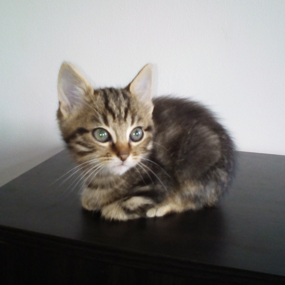 Image pour l'annonce Donne chaton