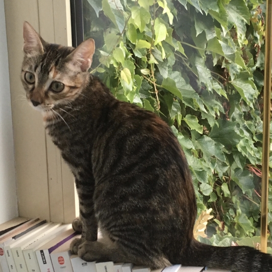 Image pour l'annonce Donne adorable chaton