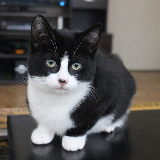 Image pour l'annonce Chaton à donner (banlieue parisienne)