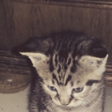 Image pour l'annonce Donne adorables chatons