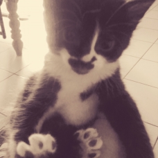 Image pour l'annonce Donne adorables chatons