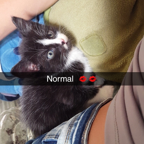 Image pour l'annonce Vends chaton