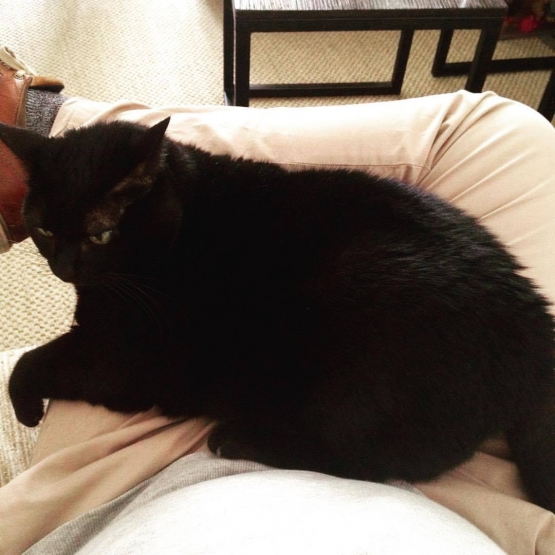 Image pour l'annonce Donne Chatte Noir