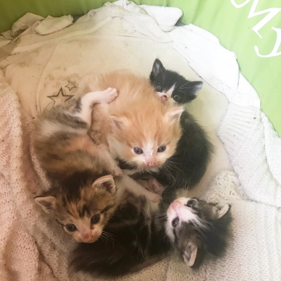 Image pour l'annonce donne chatons