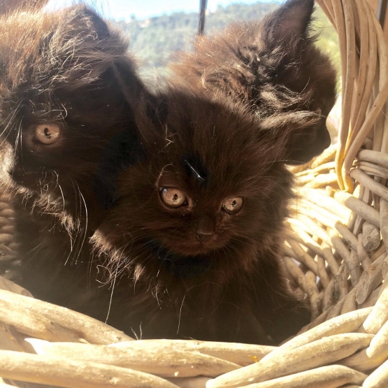 Image pour l'annonce Vends chatons angora