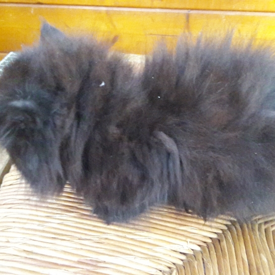 Image pour l'annonce Vends chatons angora
