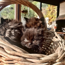 Image pour l'annonce Vends chatons angora
