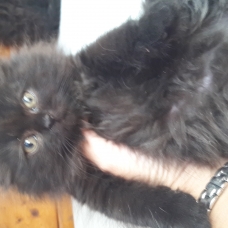 Image pour l'annonce Vends chatons angora