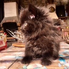 Image pour l'annonce Vends chatons angora