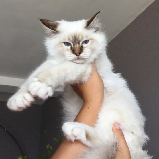 Image pour l'annonce Chaton Mâle Sacré de Birmanie Pure Race