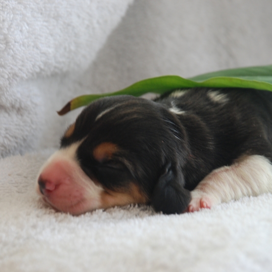 Image pour l'annonce vends chiot Basset Artesien
