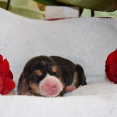 Image pour l'annonce vends chiot Basset Artesien